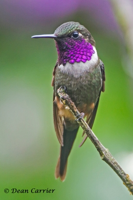 Purple-throated Woodstar 2