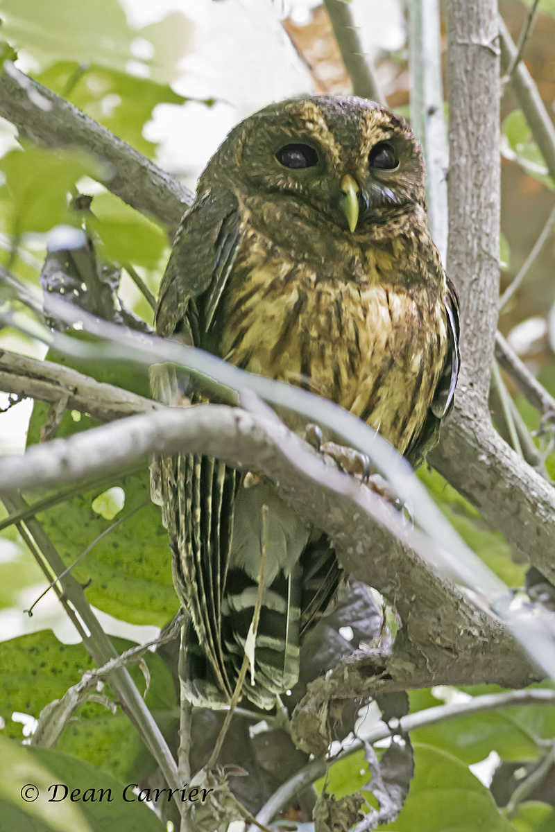 Mottled Owl 1